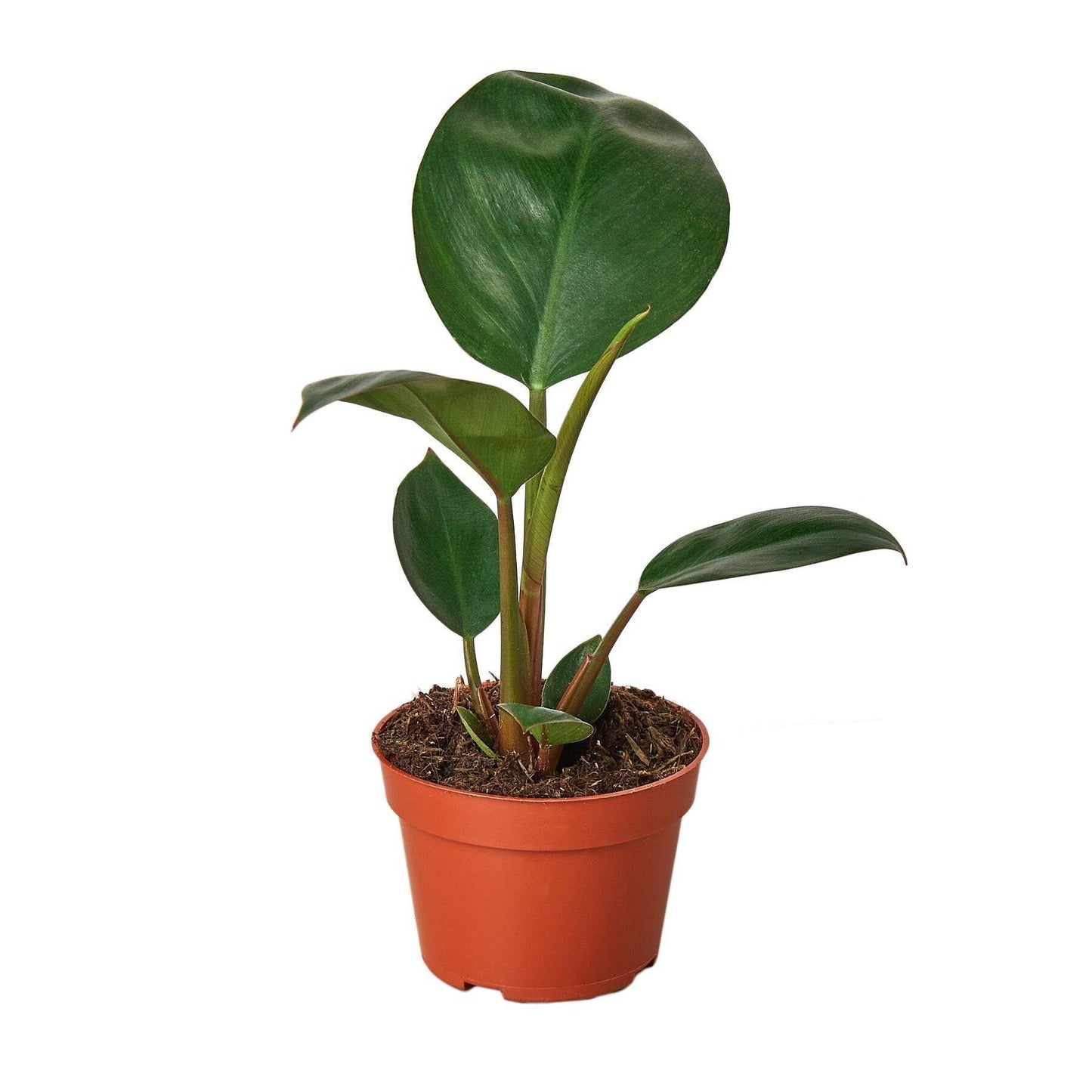 Philodendron 'Congo Rojo'-6" Pot