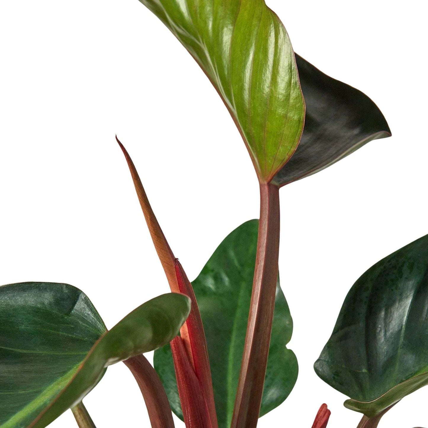 Philodendron 'Congo Rojo'-6" Pot