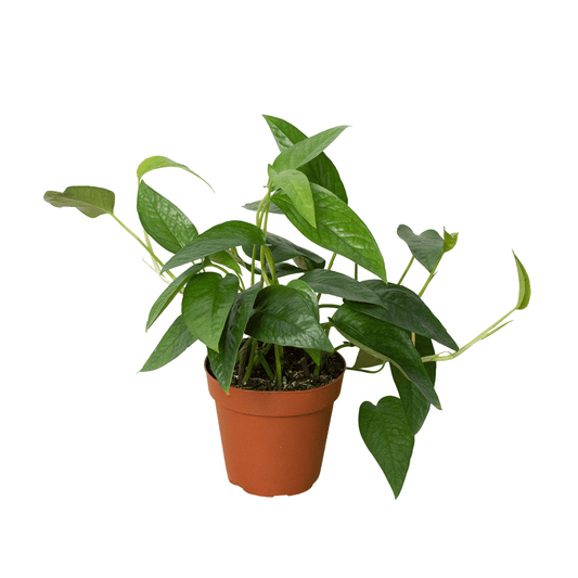 Pothos 'Cebu Blue'-6" Pot