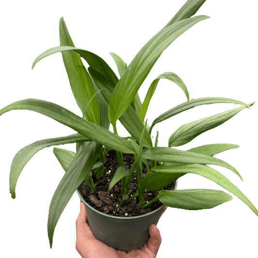 Pothos 'Silver Streak'-6" Pot