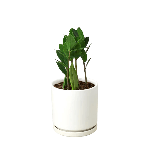 Zamioculcas Zamiifolia ZZ-6" Pot / Nursery Pot