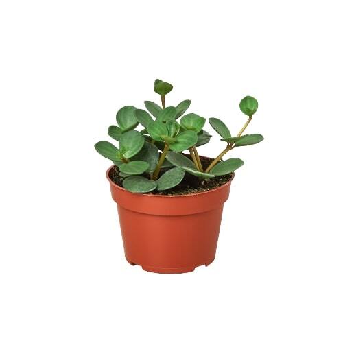 Peperomia 'Hope'-8" Pot