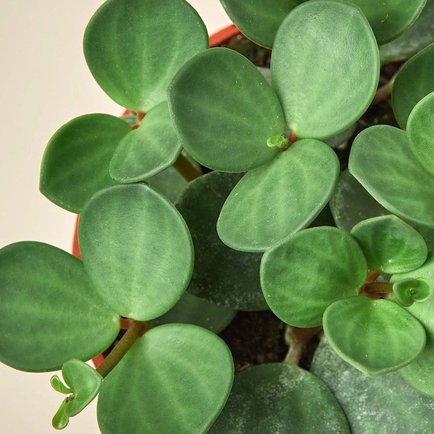 Peperomia 'Hope'-8" Pot