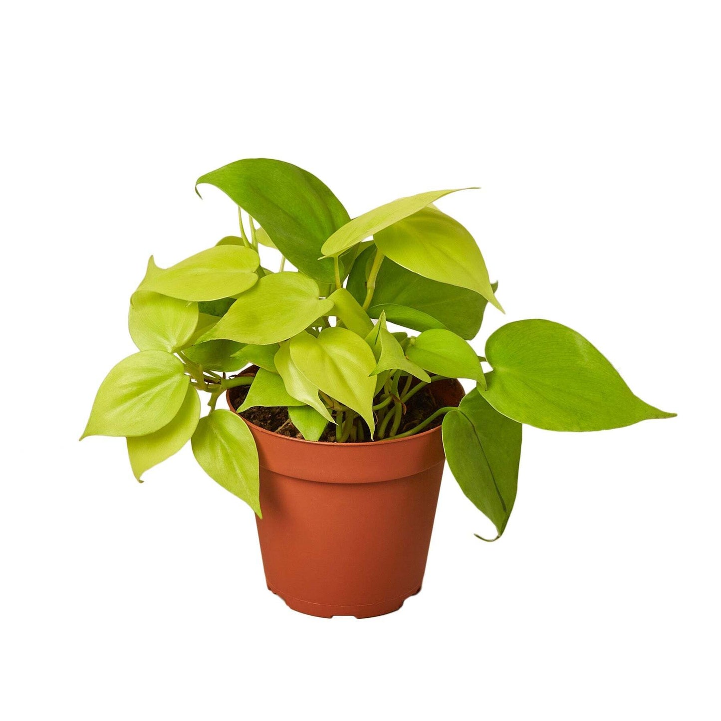 Philodendron 'Neon'-8" Pot