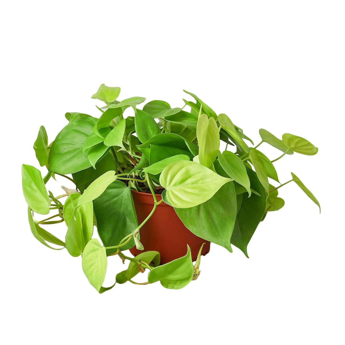 Philodendron 'Neon'-8" Pot