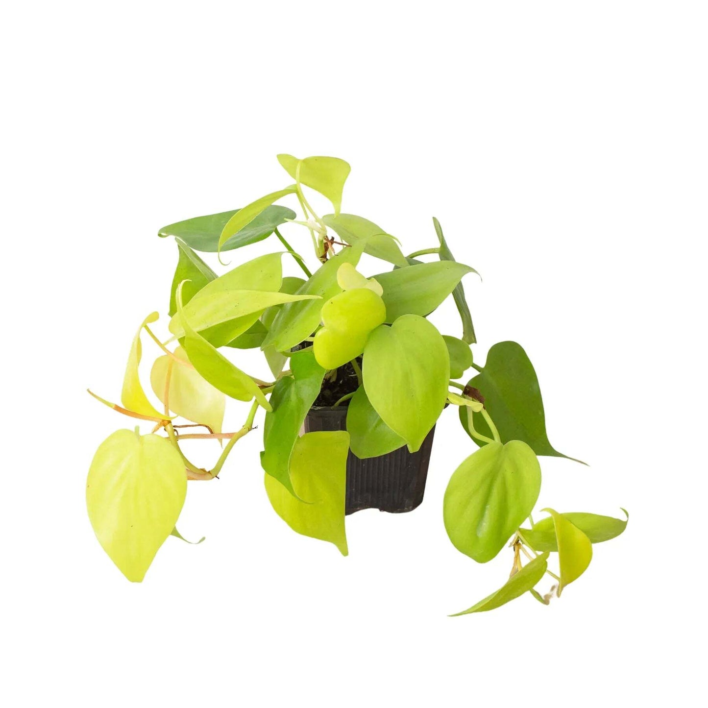 Philodendron 'Neon'-8" Pot