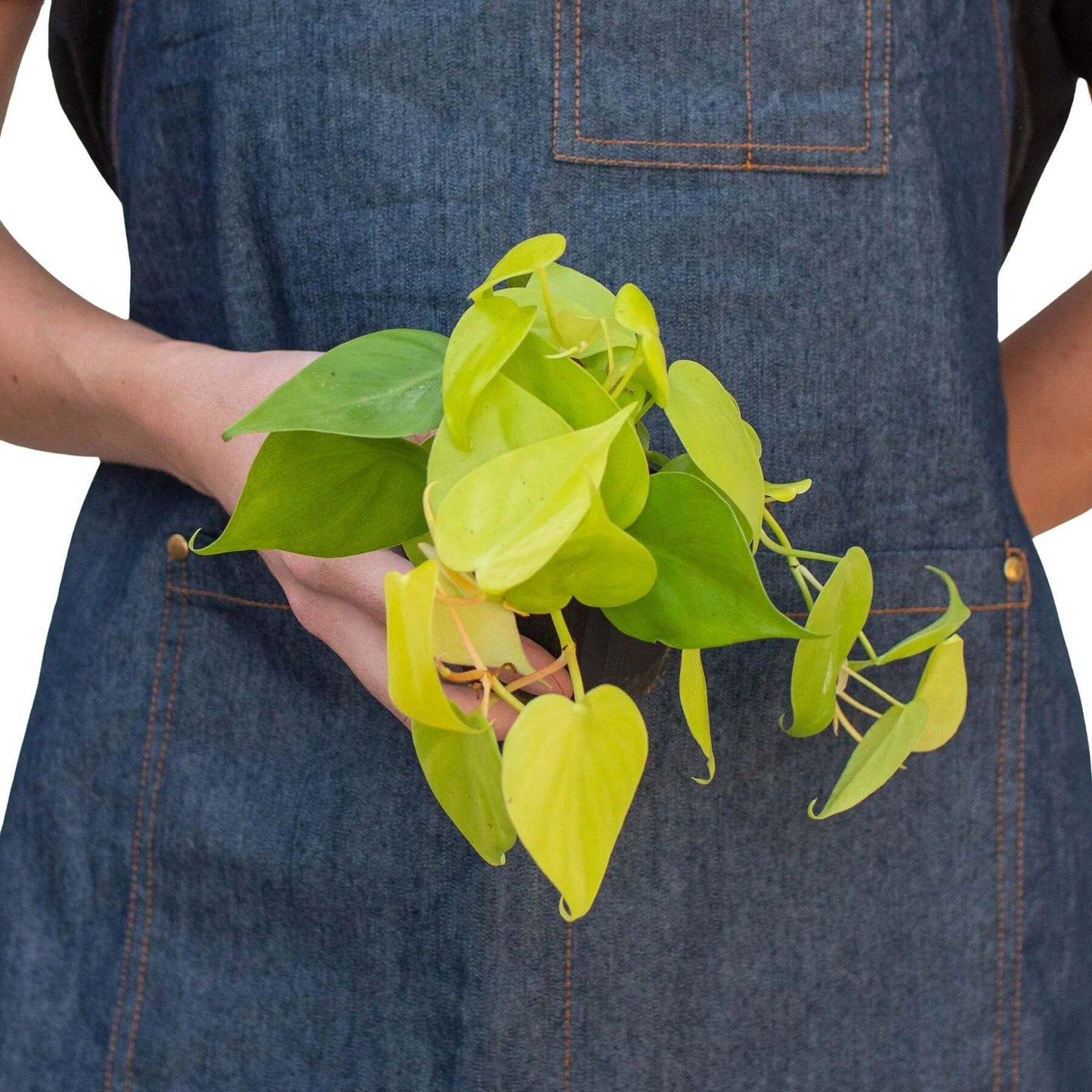Philodendron 'Neon'-8" Pot