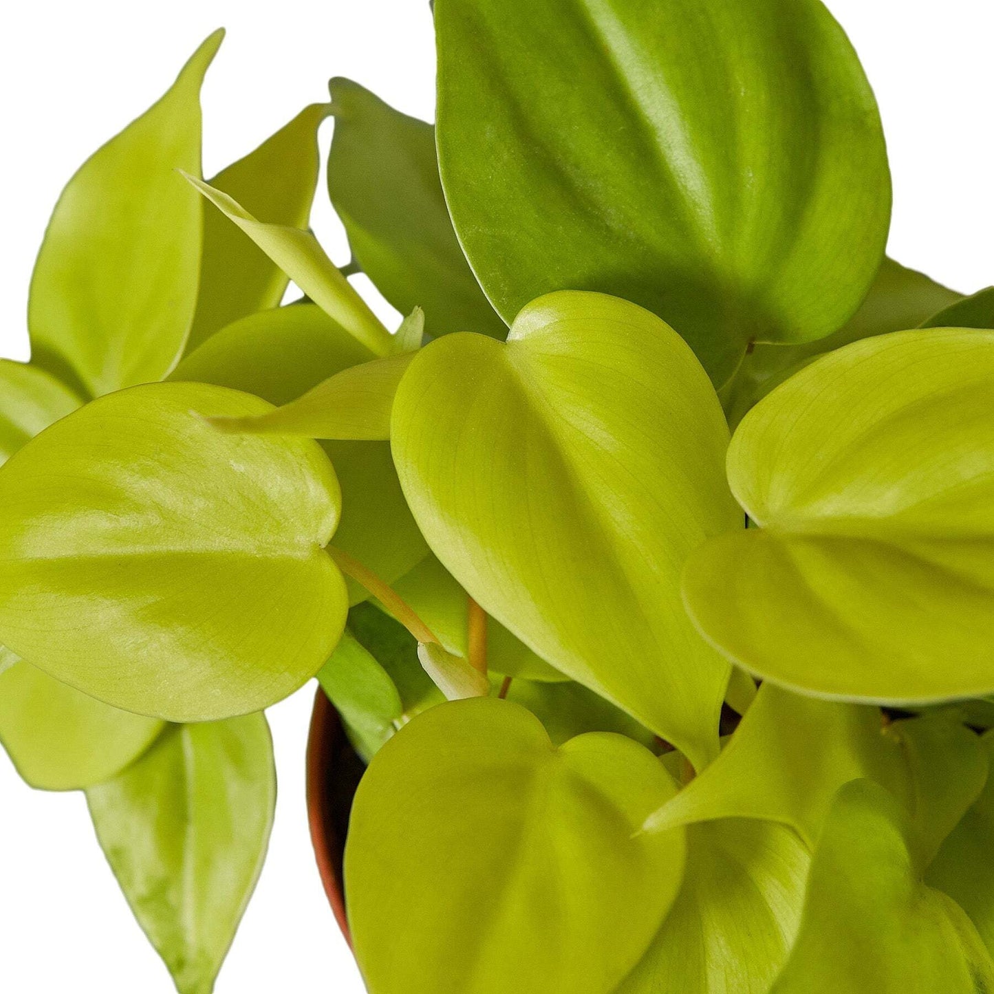 Philodendron 'Neon'-8" Pot