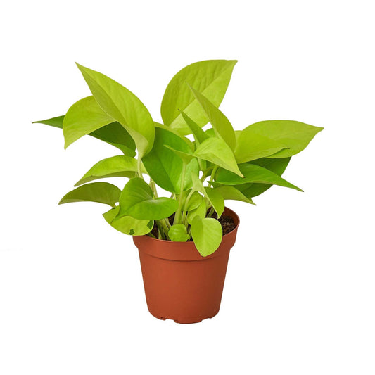Pothos 'Neon'-8" Pot