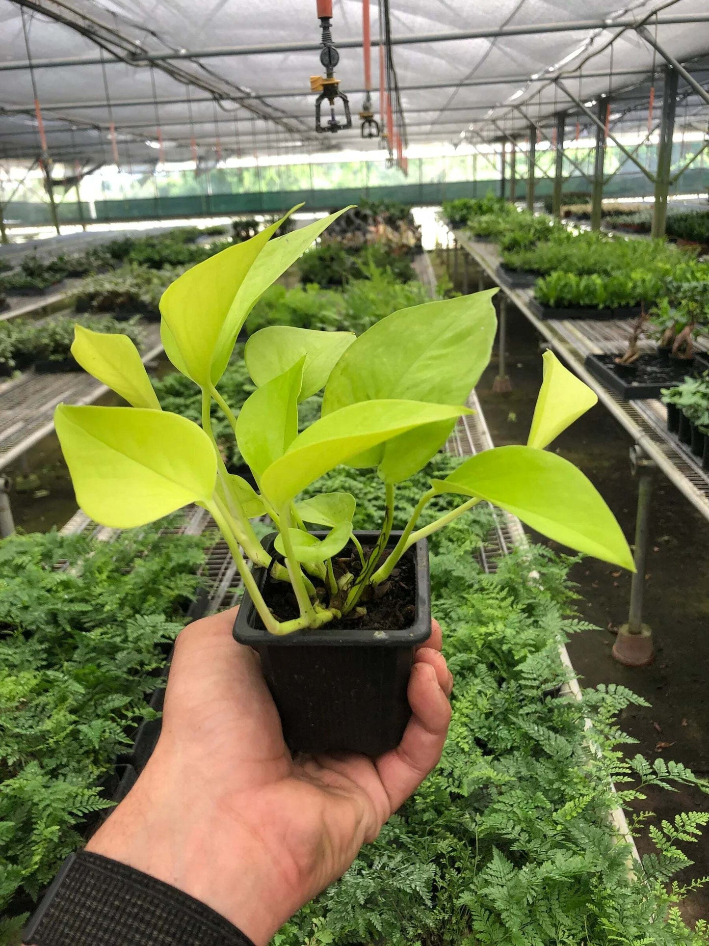 Pothos 'Neon'-8" Pot / Nursery