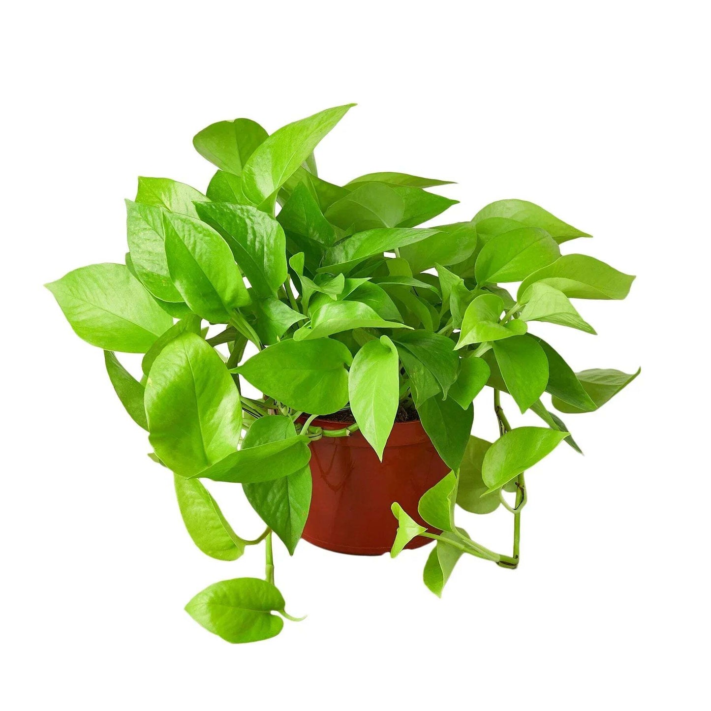 Pothos 'Neon'-8" Pot / Nursery