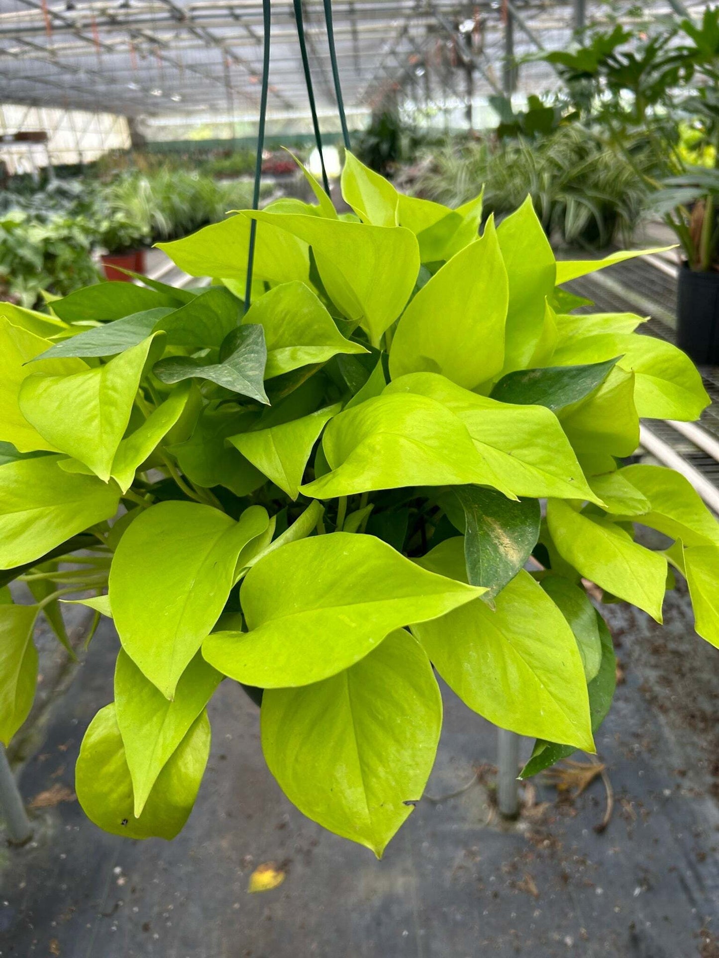Pothos 'Neon'-8" Pot / Nursery