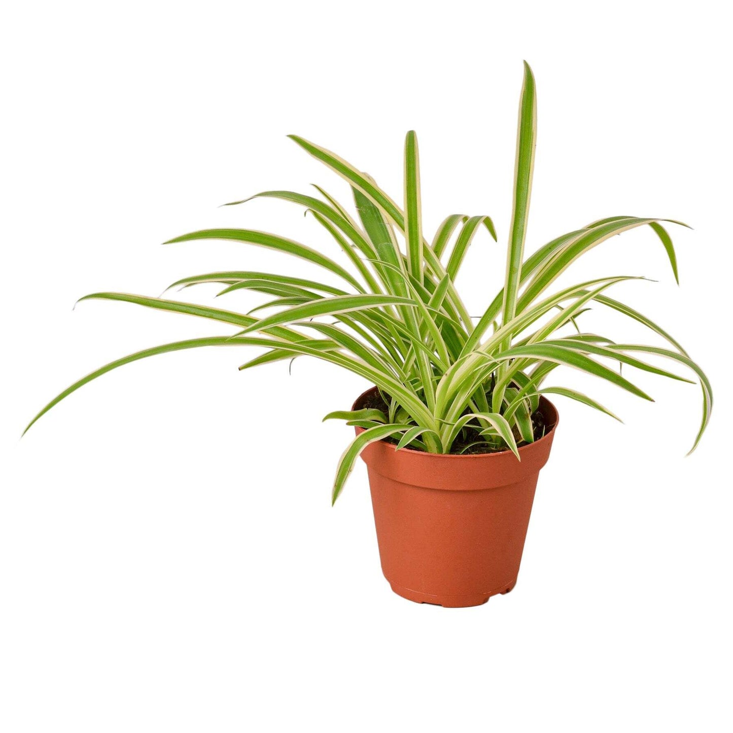 Spider Plant Reverse-8" Pot / Nursery Pot