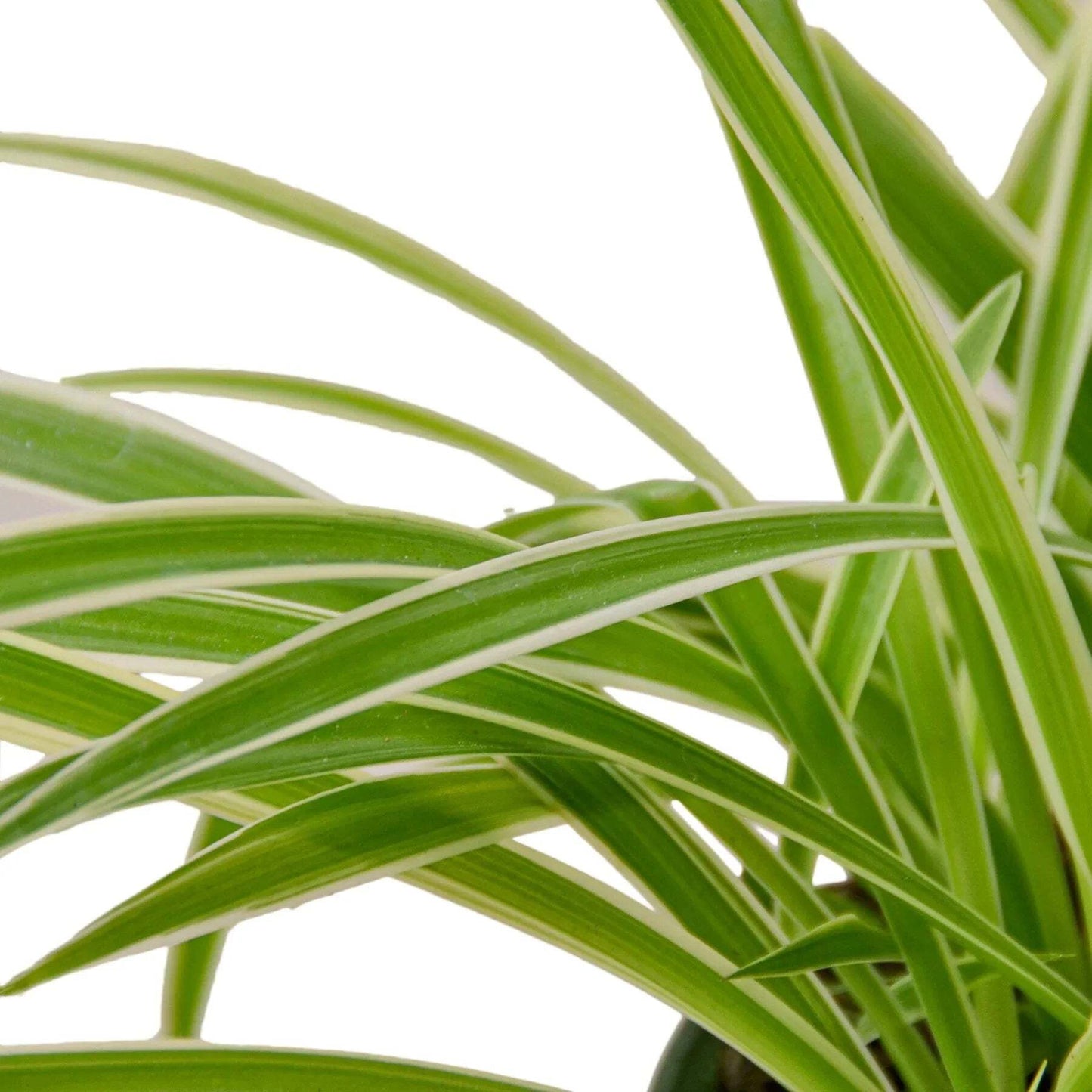Spider Plant Reverse-8" Pot / Nursery Pot