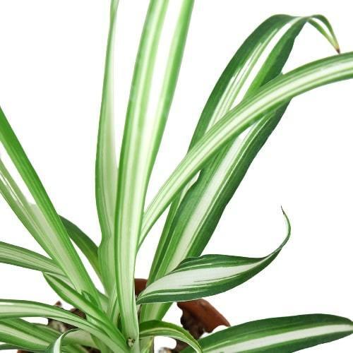 Spider Plant Reverse-8" Pot / Nursery Pot