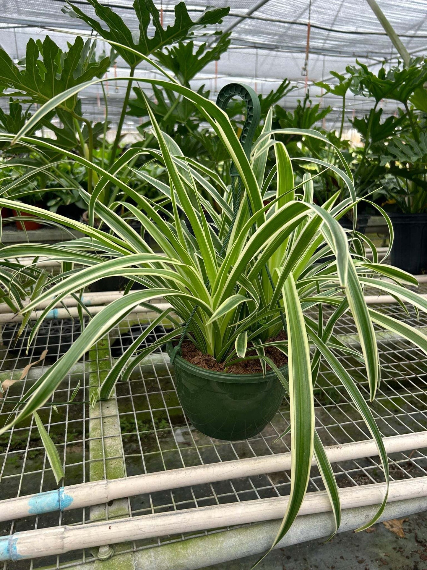 Spider Plant Reverse-8" Pot / Nursery Pot