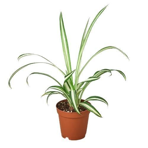 Spider Plant Reverse-8" Pot / Nursery Pot