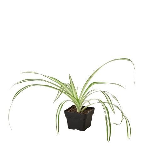 Spider Plant Reverse-8" Pot / Nursery Pot