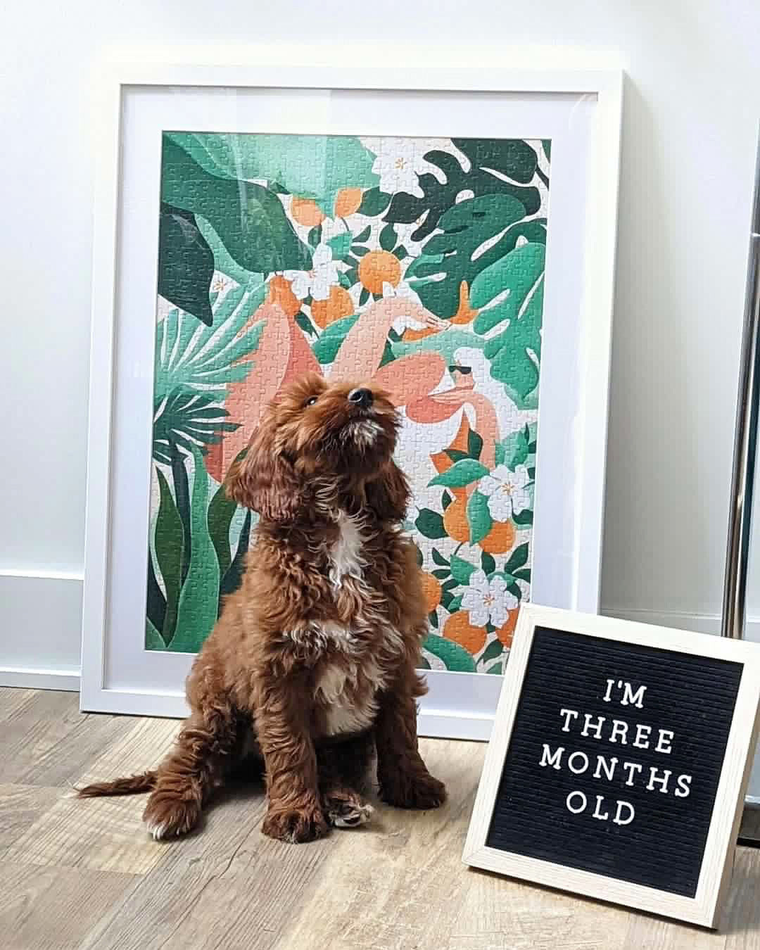 Plants Over Plans, Maggie Stephenson