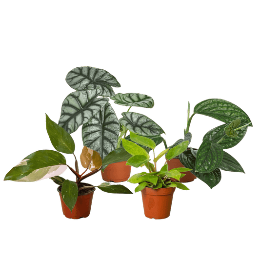Rare Plant Bundle-4"