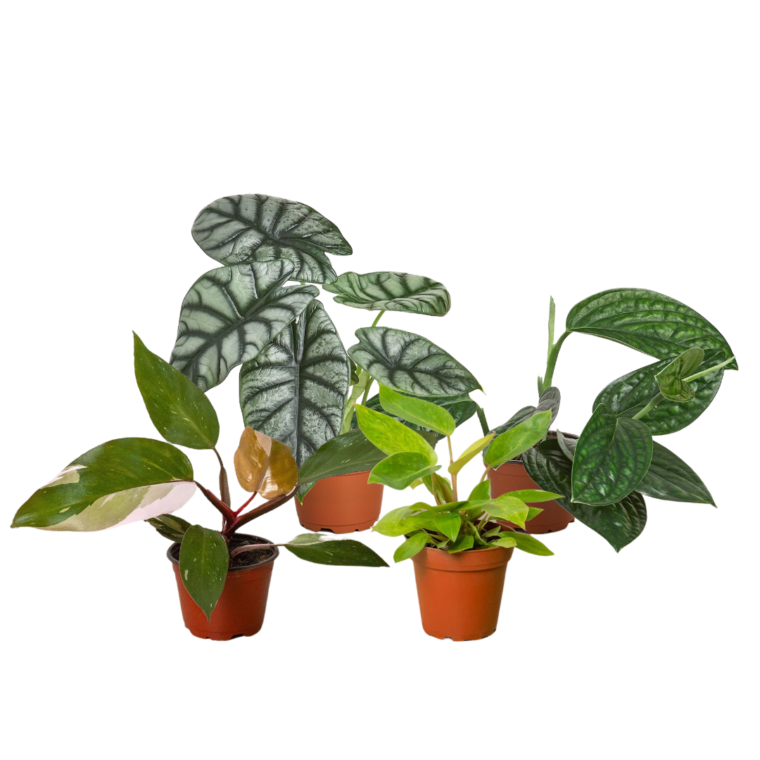 Rare Plant Bundle-4"
