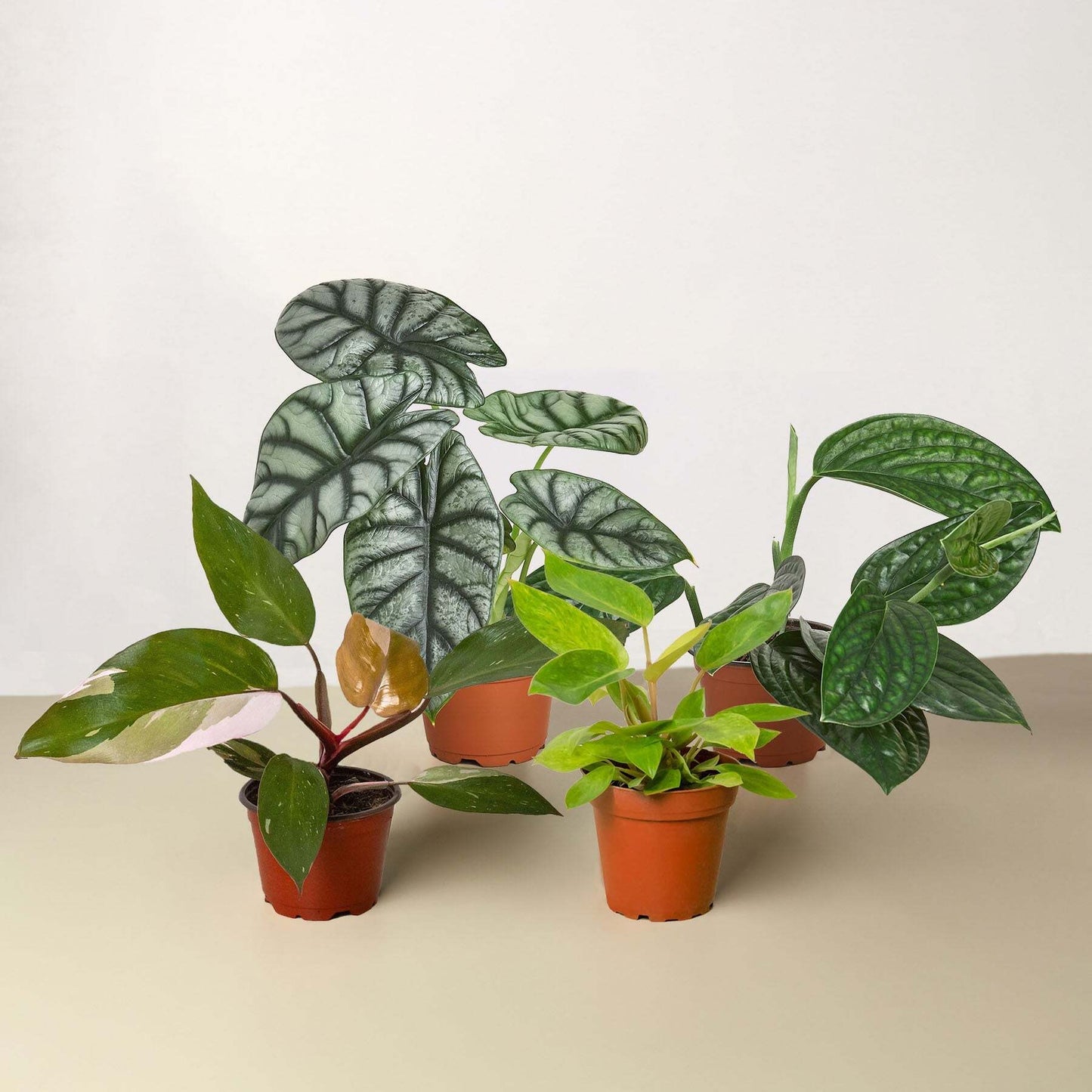 Rare Plant Bundle-4"