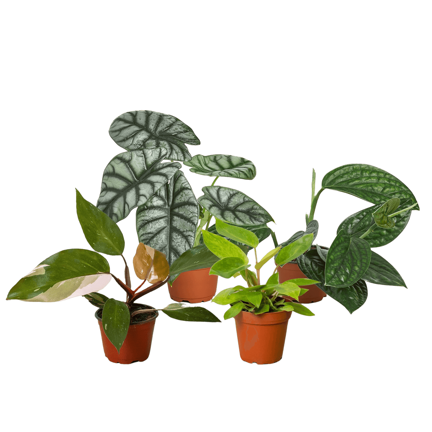 Rare Plant Bundle-4"