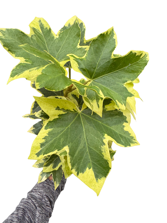 Variegated English Ivy | Trailing Plant with Cream & Green Leaves | House Plant Shop