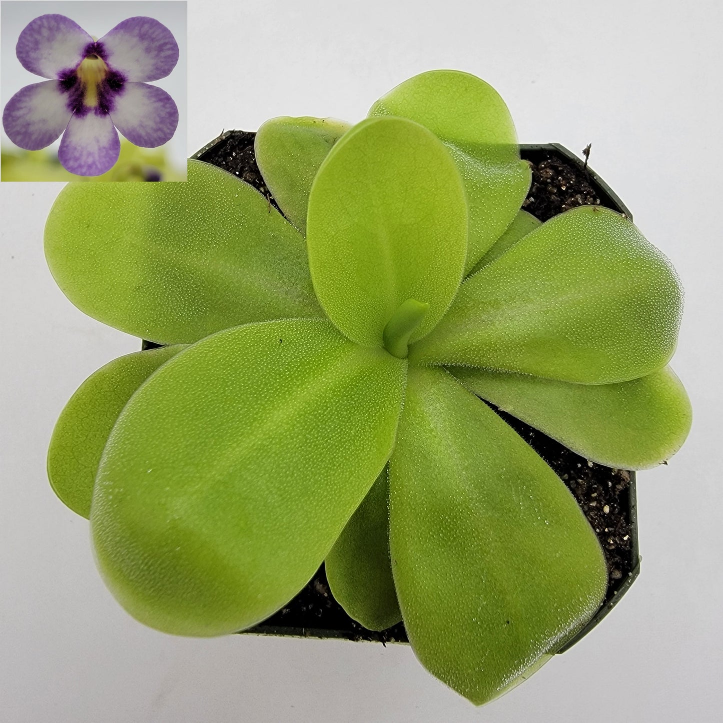 Pinguicula "Bugbane"