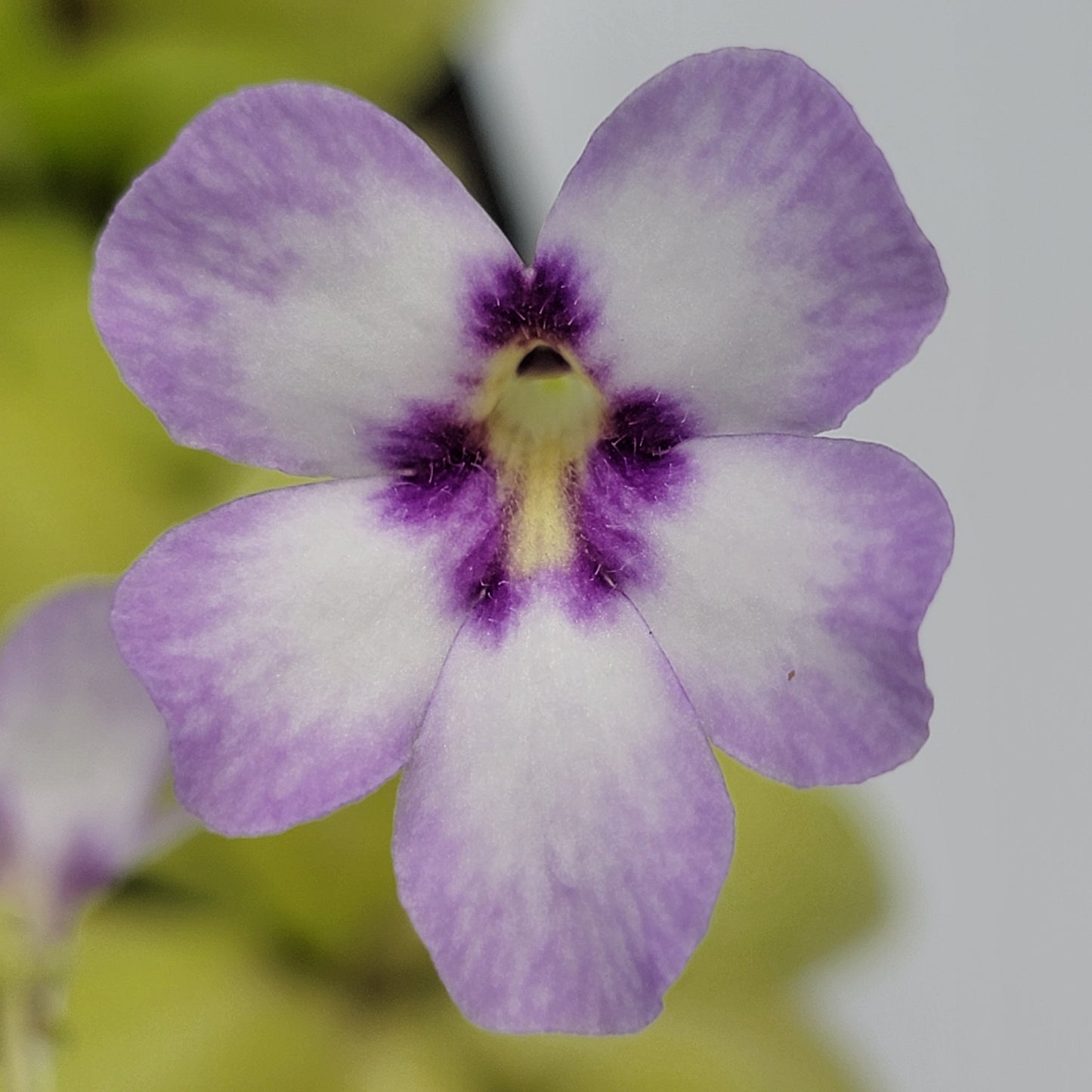Pinguicula "Bugbane"
