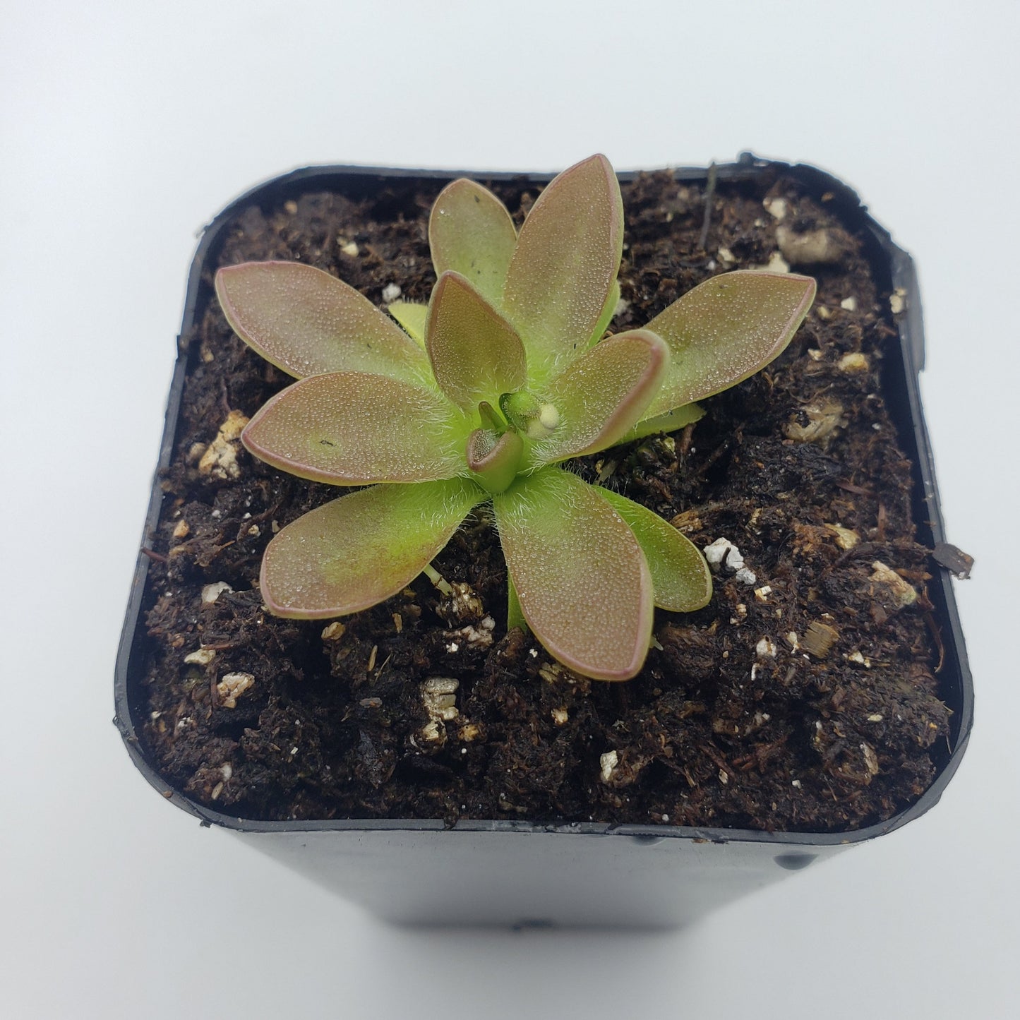Pinguicula cv. 'BCP Crystal'