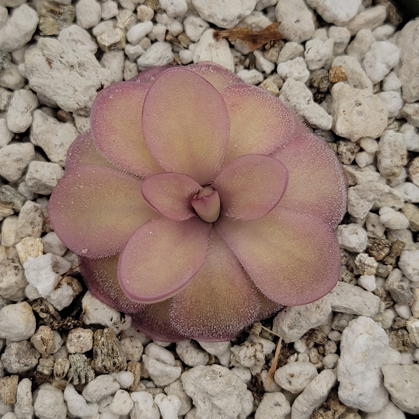Pinguicula agnata 'El Lobo' x hemiepiphytica