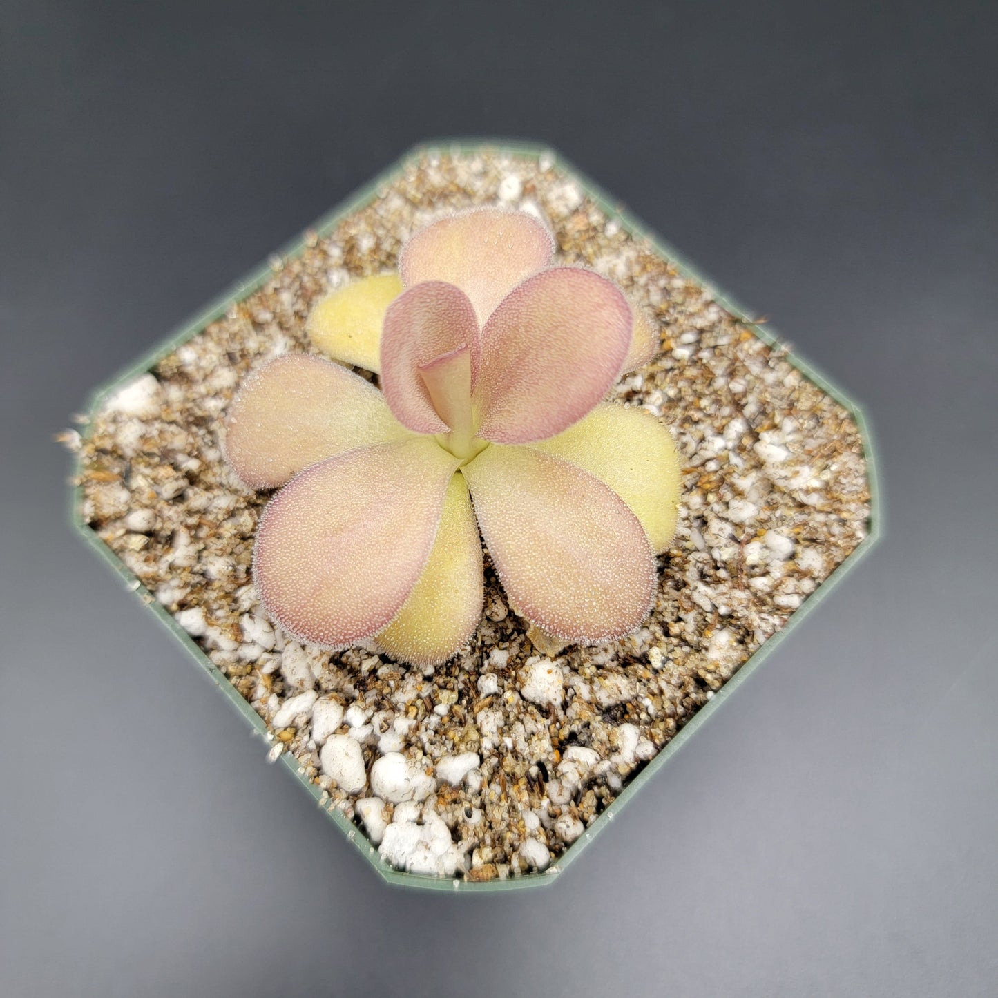Pinguicula agnata "Scented Flower"