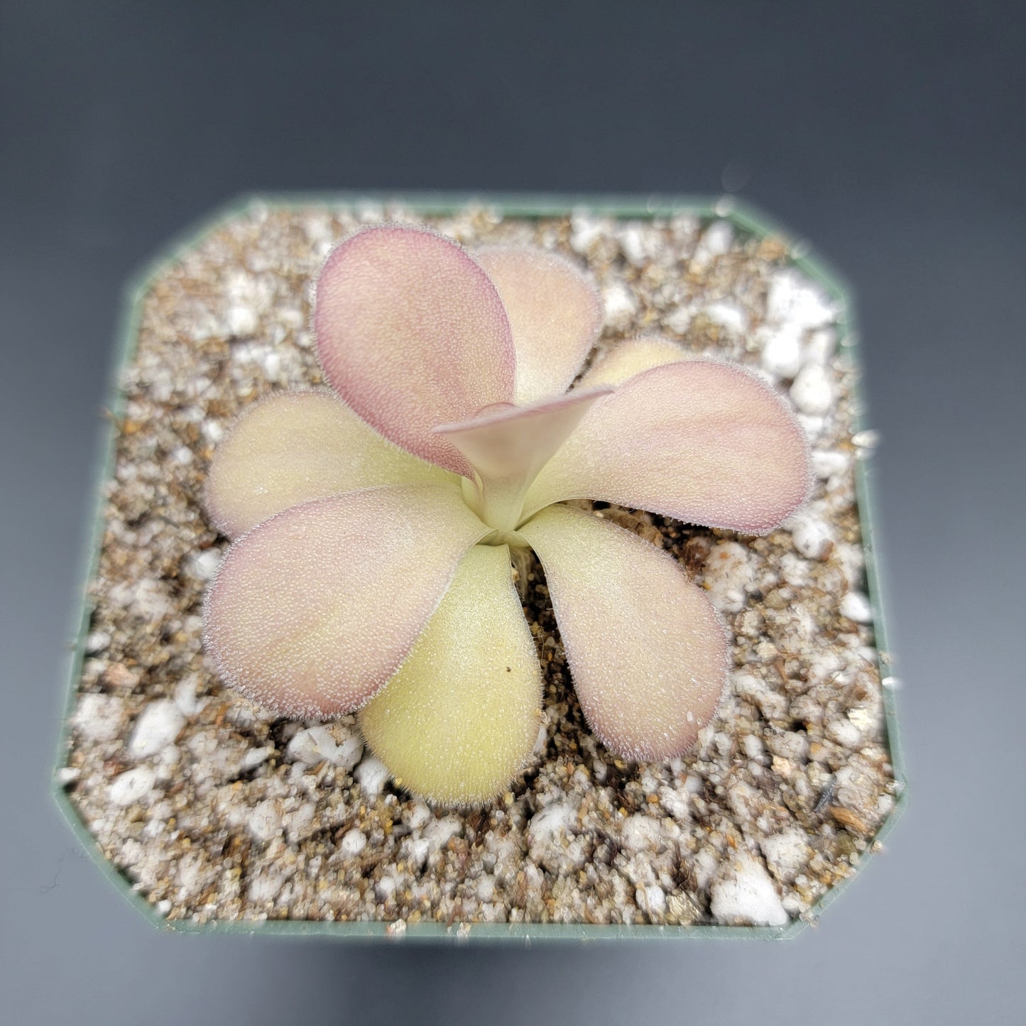 Pinguicula agnata "Scented Flower"