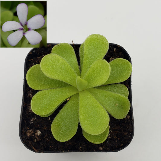 Pinguicula agnata "True Blue" x gigantea