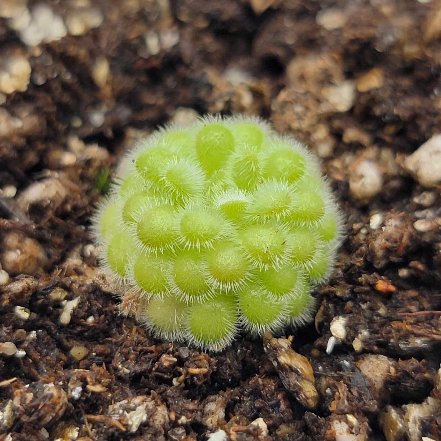 Pinguicula agnata x gypsicola