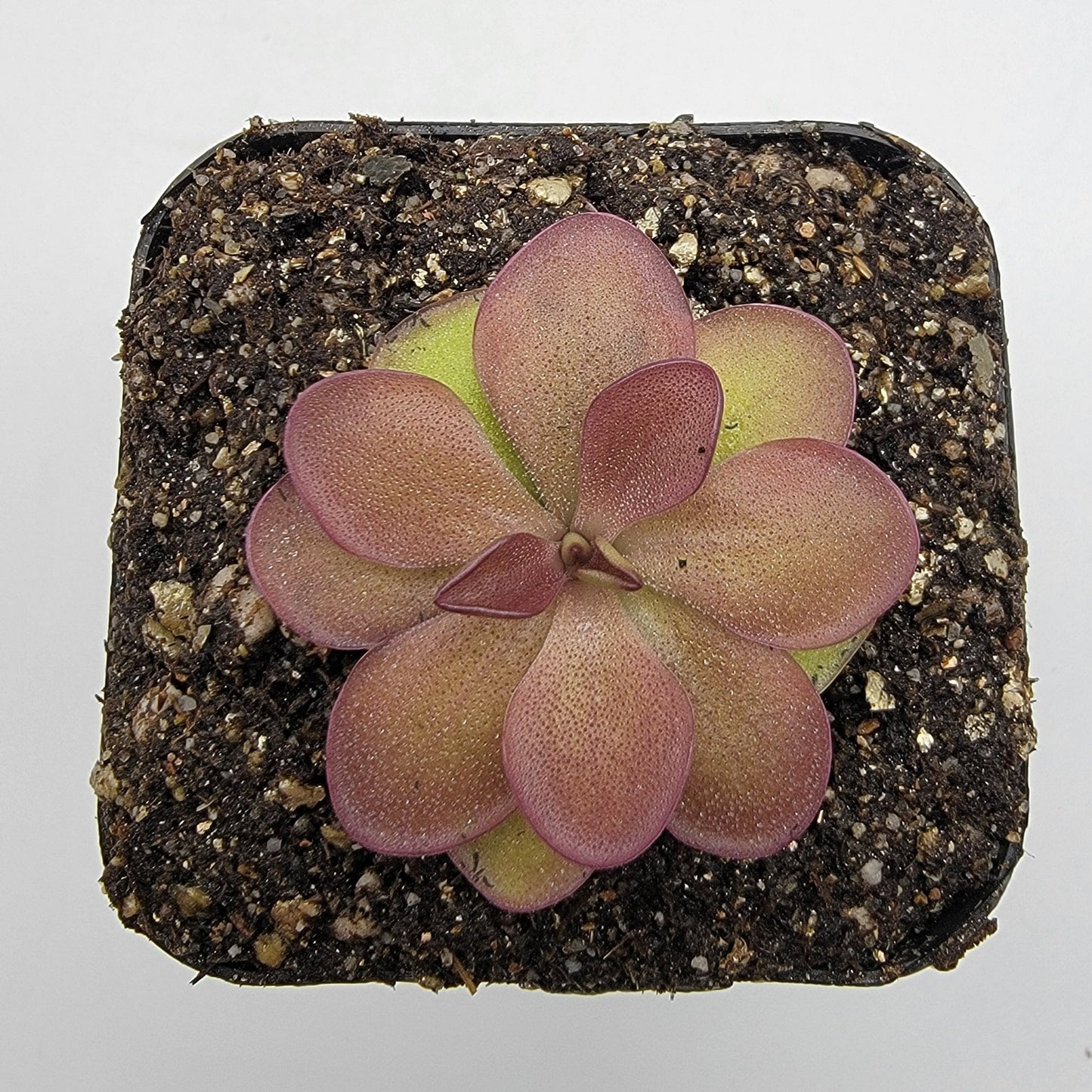 Pinguicula laueana {undulate geranium flower}