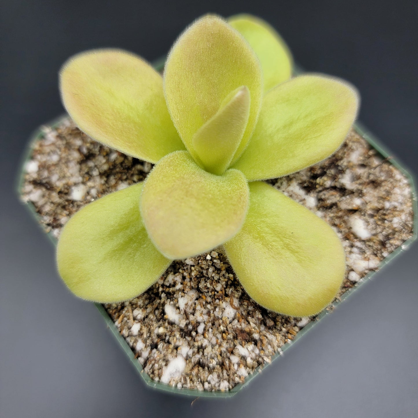 Pinguicula gigantea (Red Flush)