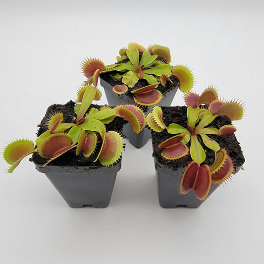Venus flytrap (Dionaea muscipula) 'FTS Flaming Lips'