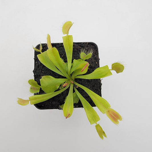 Venus flytrap (Dionaea muscipula) 'GJ Phalanx'