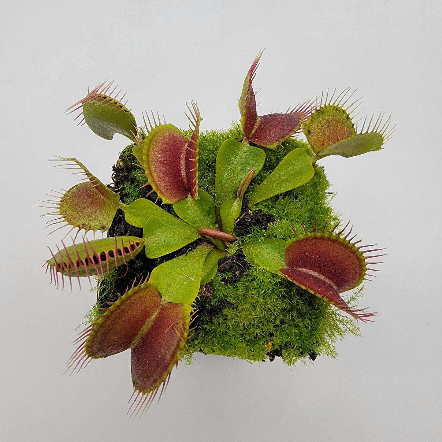 Venus flytrap (Dionaea muscipula)  "Pinnacle" x 'DC-XL'