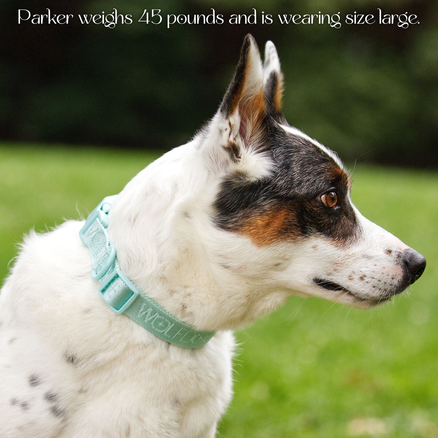 Wolfdoge Signature Collar