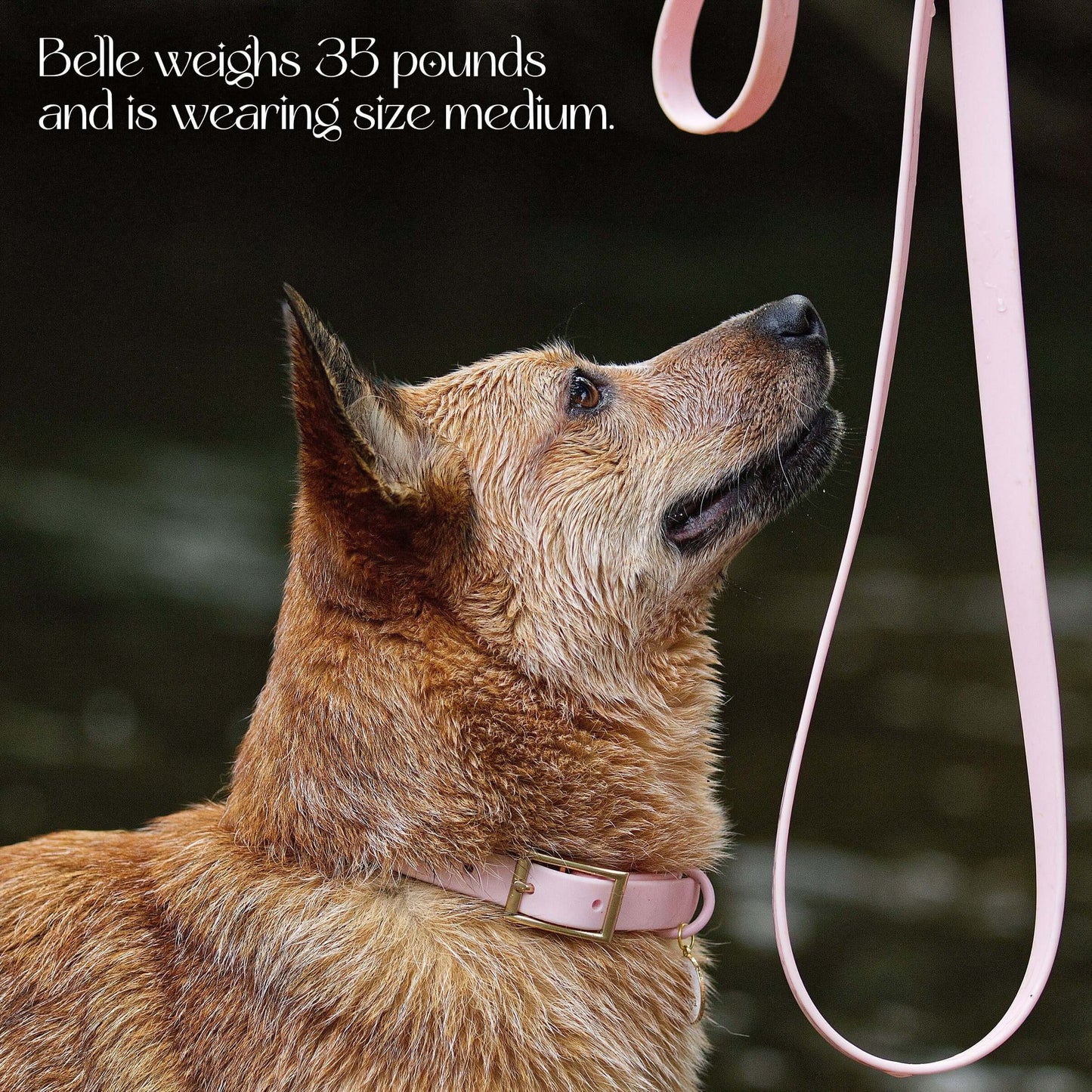 Waterproof Collar