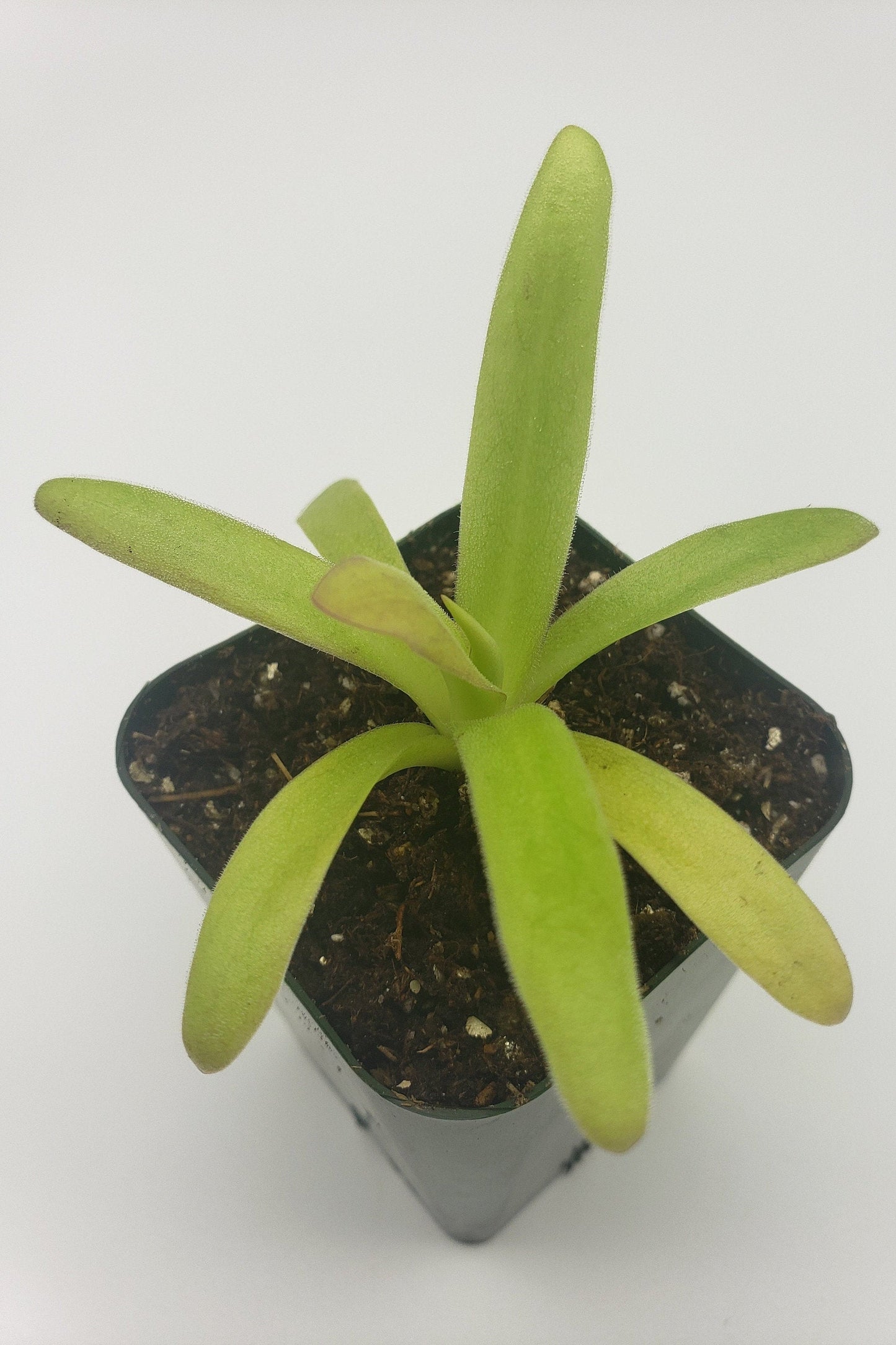 Pinguicula agnata 'El Lobo' x moctezumae