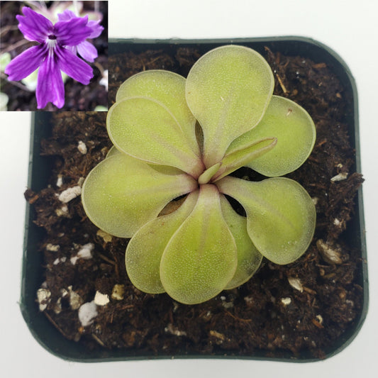 Pinguicula emarginata x 'Huahuapan'