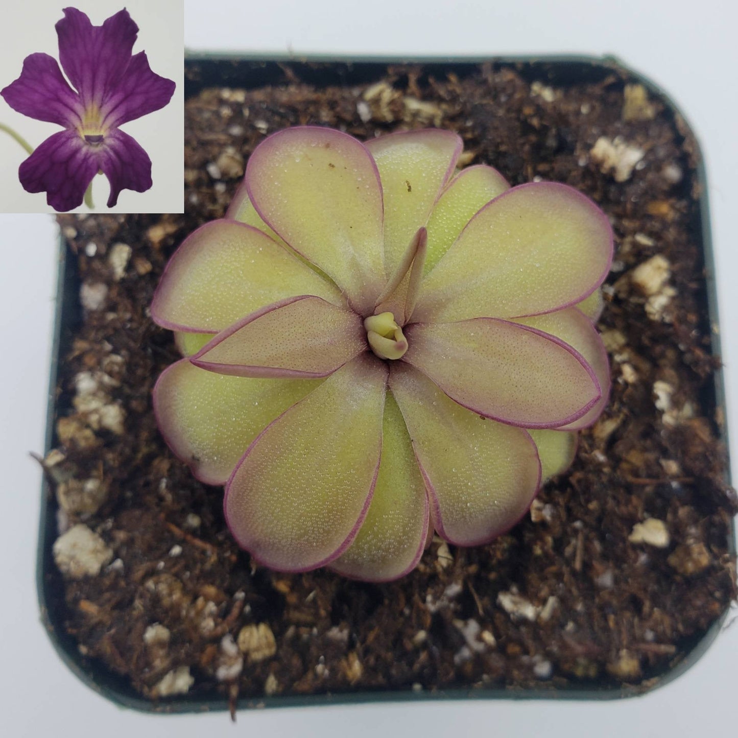 Pinguicula laueana x emarginata
