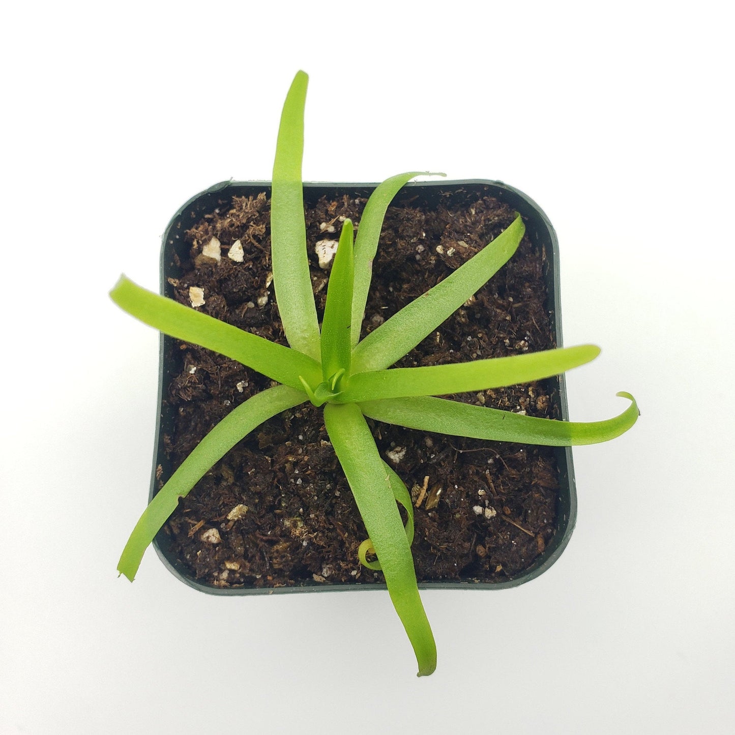 Pinguicula moctezumae