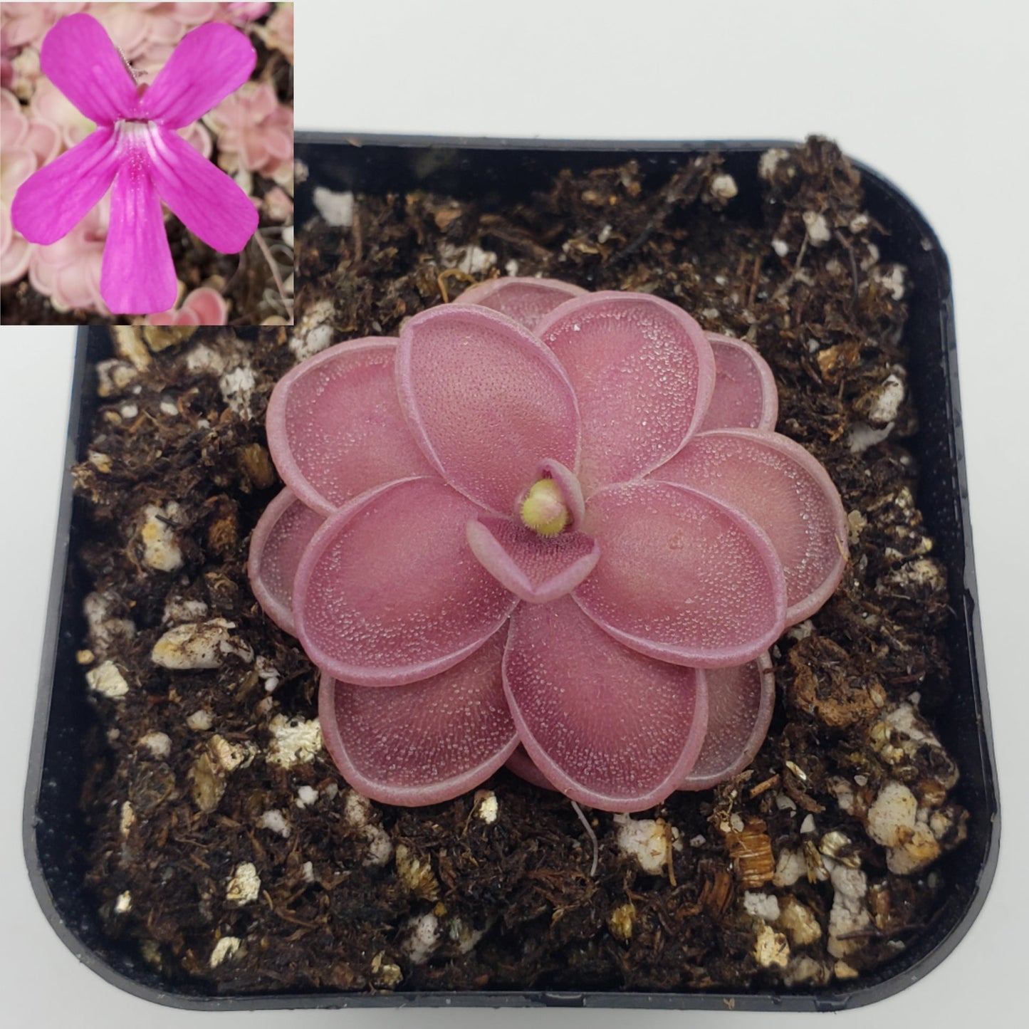 Pinguicula ehlersiae x mesophytica (clone #001)